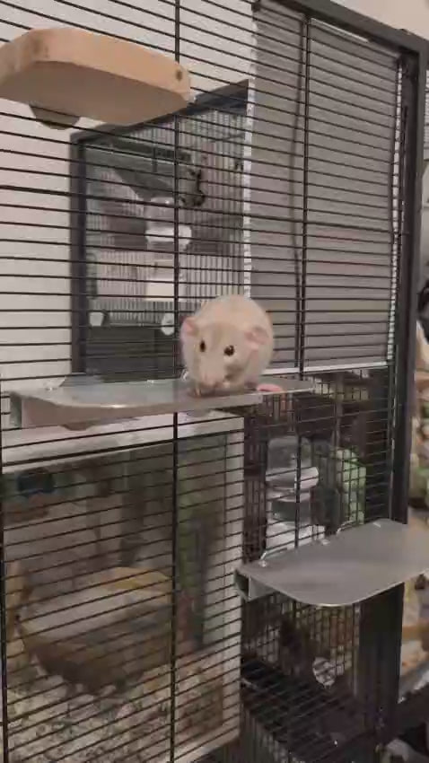 Set mensole in alluminio per ratti e cincillà montaggio su gabbia