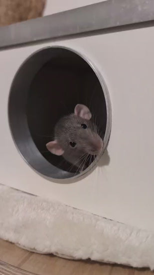 Ratto che prova a mordere ingresso casetta con bordo in alluminio anti-rosicchiamento